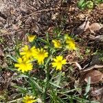 Senecio inaequidensFlower