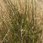 Carex firmicaulis