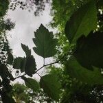 Crataegus viridis Hostoa
