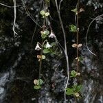 Linnaea borealis Flower