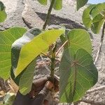 Ficus abutilifolia Blatt