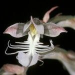 Anoectochilus geniculatus Blüte
