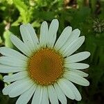 Leucanthemum ircutianum Кветка