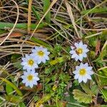 Gentiana sedifolia Květ