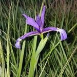 Iris spuria Λουλούδι