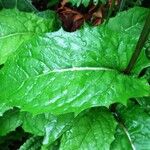 Hieracium neocerinthe Leaf