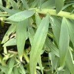 Fritillaria persica Blad