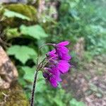 Primula matthioli Flower