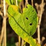 Convolvulus silvaticus Φύλλο