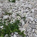 Achillea atrata Φύλλο