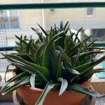 Dyckia brevifolia Лист