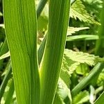 Gladiolus italicus Leaf