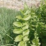 Berula erecta Leaf