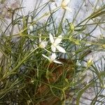 Moehringia muscosa Цветок