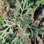 Artemisia thuscula Leaf