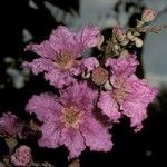 Lagerstroemia speciosa फूल