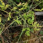 Peucedanum oreoselinum Leaf