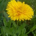 Calendula officinalisKvět