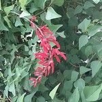 Erythrina humeana Flor