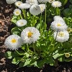 Bellis rotundifolia Flower
