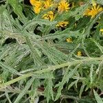 Senecio pterophorus Leaf