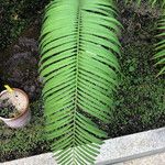 Encephalartos villosus Feuille