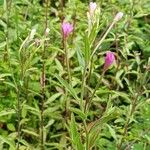 Epilobium lanceolatum Flower