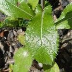 Lactuca virosa Leaf