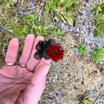 Pilosella aurantiaca Cvet