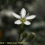 Arenaria hispida Квітка