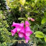 Digitalis thapsi പുഷ്പം