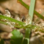 Dryopteris expansa Kabuk