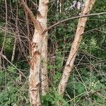 Betula pubescensچھال