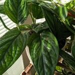 Monstera siltepecana Deilen