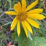 Tithonia diversifoliaFlower