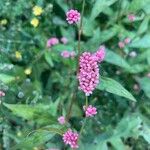 Persicaria maculosaBlodyn