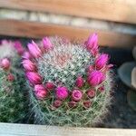 Mammillaria zeilmanniana Leaf