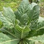 Verbascum phlomoidesHostoa