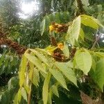 Markhamia tomentosa Blatt