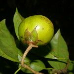 Bourreria costaricensis 果實