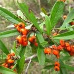 Pyracantha coccinea 果實