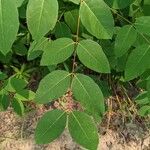 Apocynum androsaemifolium Leaf