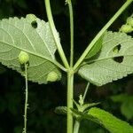 Priva lappulacea 叶