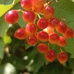 Viburnum trilobumFruit