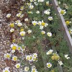 Anthemis arvensisFlor