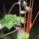 Erodium chium Flower