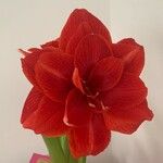 Hippeastrum reginaeKvět