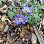 Anemone blanda Flor