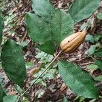 Rothmannia manganjae Fruit