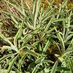 Phlomis lychnitis Blad